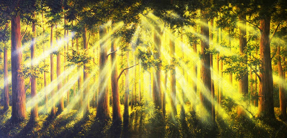 Tranquil Woods Sunrise