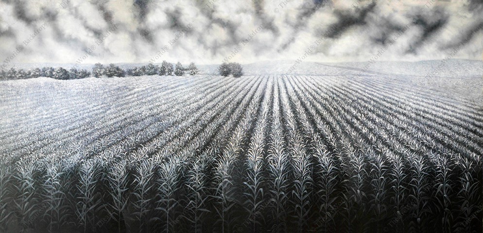 Black and White Cornfield