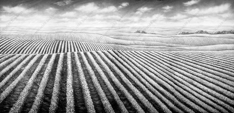 Black and White Soybean Field