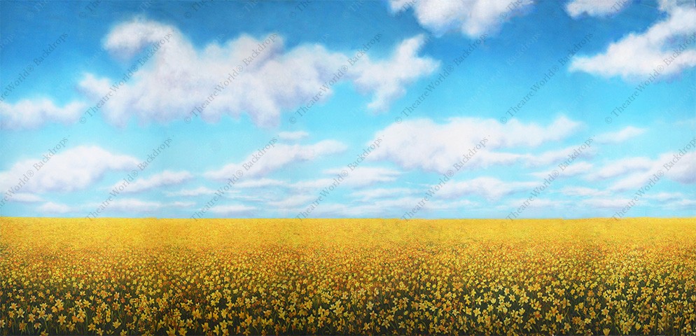 Field of Daffodils