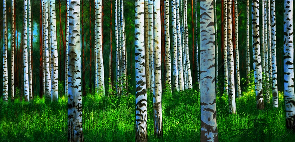 Quiet Birch Grove