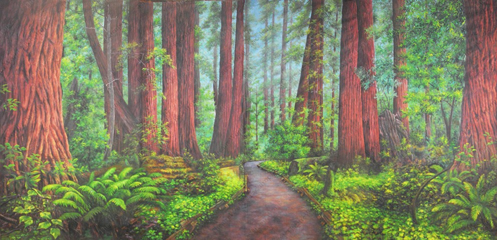 Redwood Path